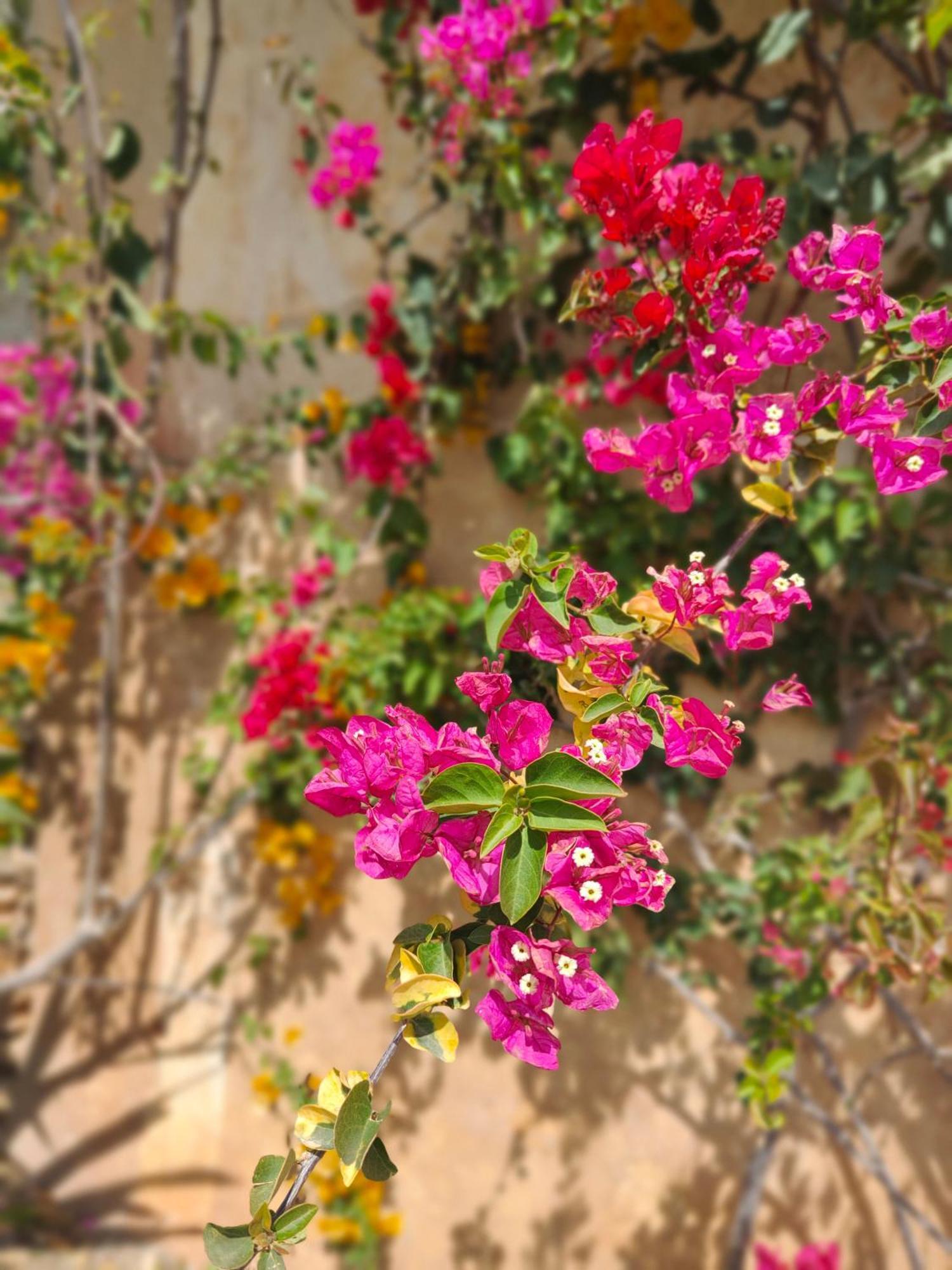 Finca Sa Duaia De Dalt Artá Exteriér fotografie